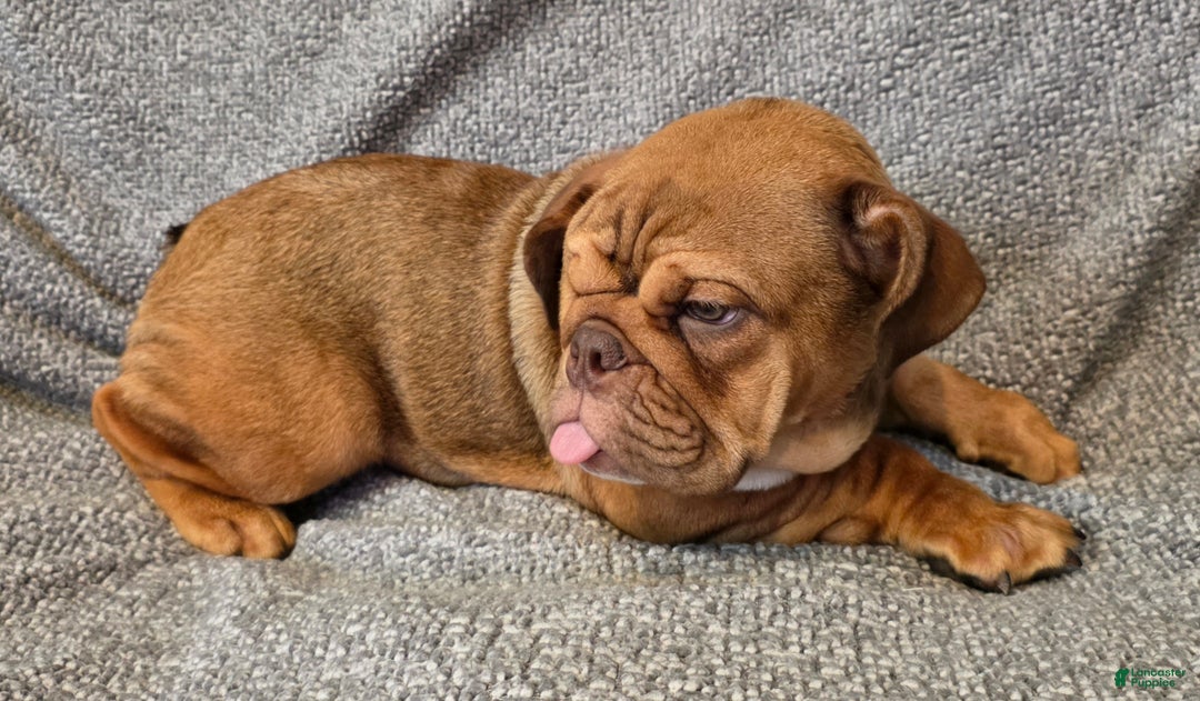English Bulldog dogs for sale: Caroline - Ad 5