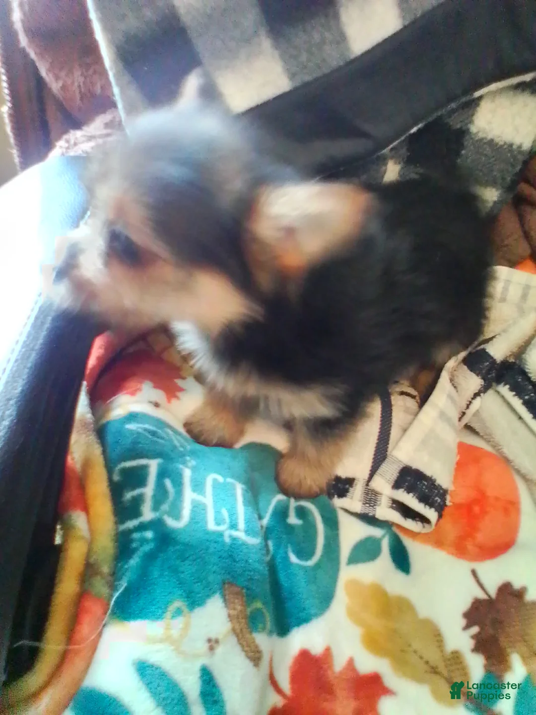 Mixed Breed dogs for sale: Mixed Breed Puppy 1 - Ad 4