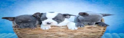 Frenchton dogs for sale: Quest - Ad 17