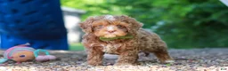 Cavapoo dogs for sale: Tipper - Ad 7