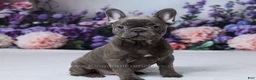 French Bulldog dogs for sale: Nyx - Ad 1