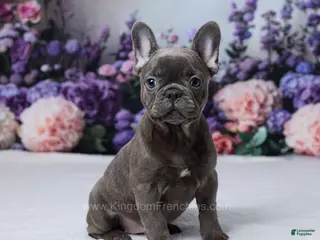 French Bulldog dogs for sale: Nyx - Ad 2
