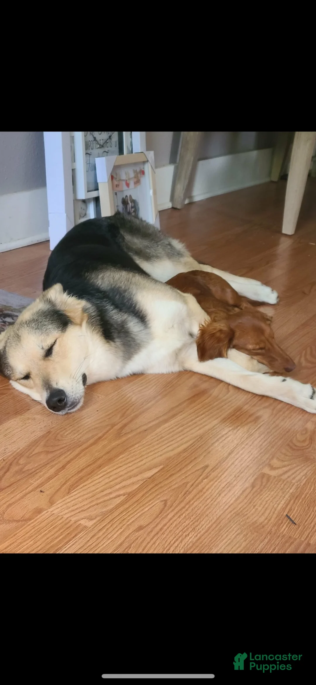 Mixed Breed dogs for sale: Mixed Breed 1 - Ad 2