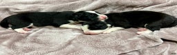 Border Collie dogs for sale: Border Collie “Jingle” - Ad 4