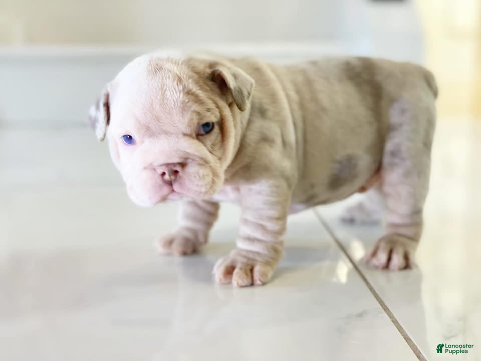 English Bulldog dogs Reserved - Esmeralda - Ad 24