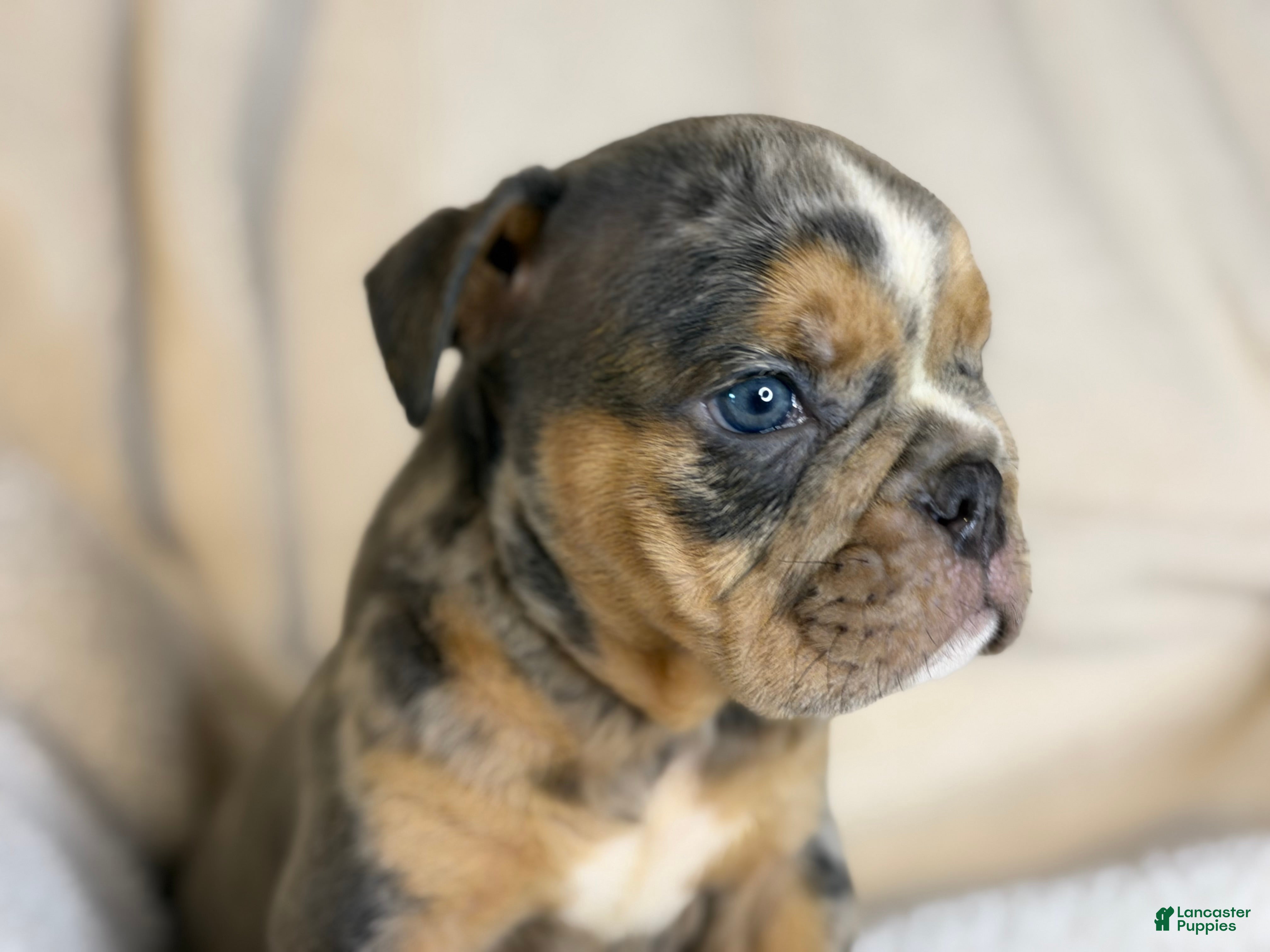 English Bulldog dogs Versace - Ad 20