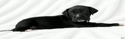 Great Dane dogs for sale: Cass  - Ad 2