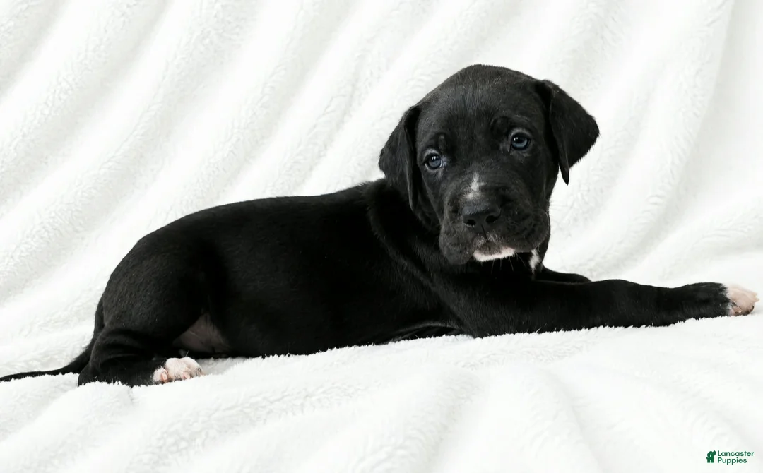 Great Dane dogs for sale: Cass  - Ad 2