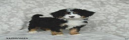 Mini Bernedoodle dogs for sale: Tilly - Ad 4