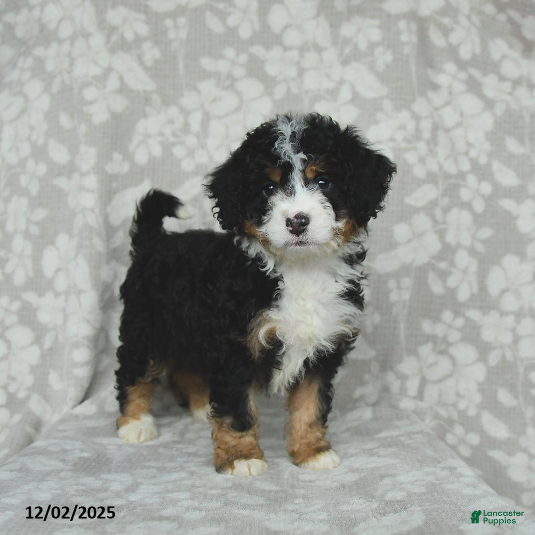 Mini Bernedoodle dogs for sale: Tilly - Ad 4