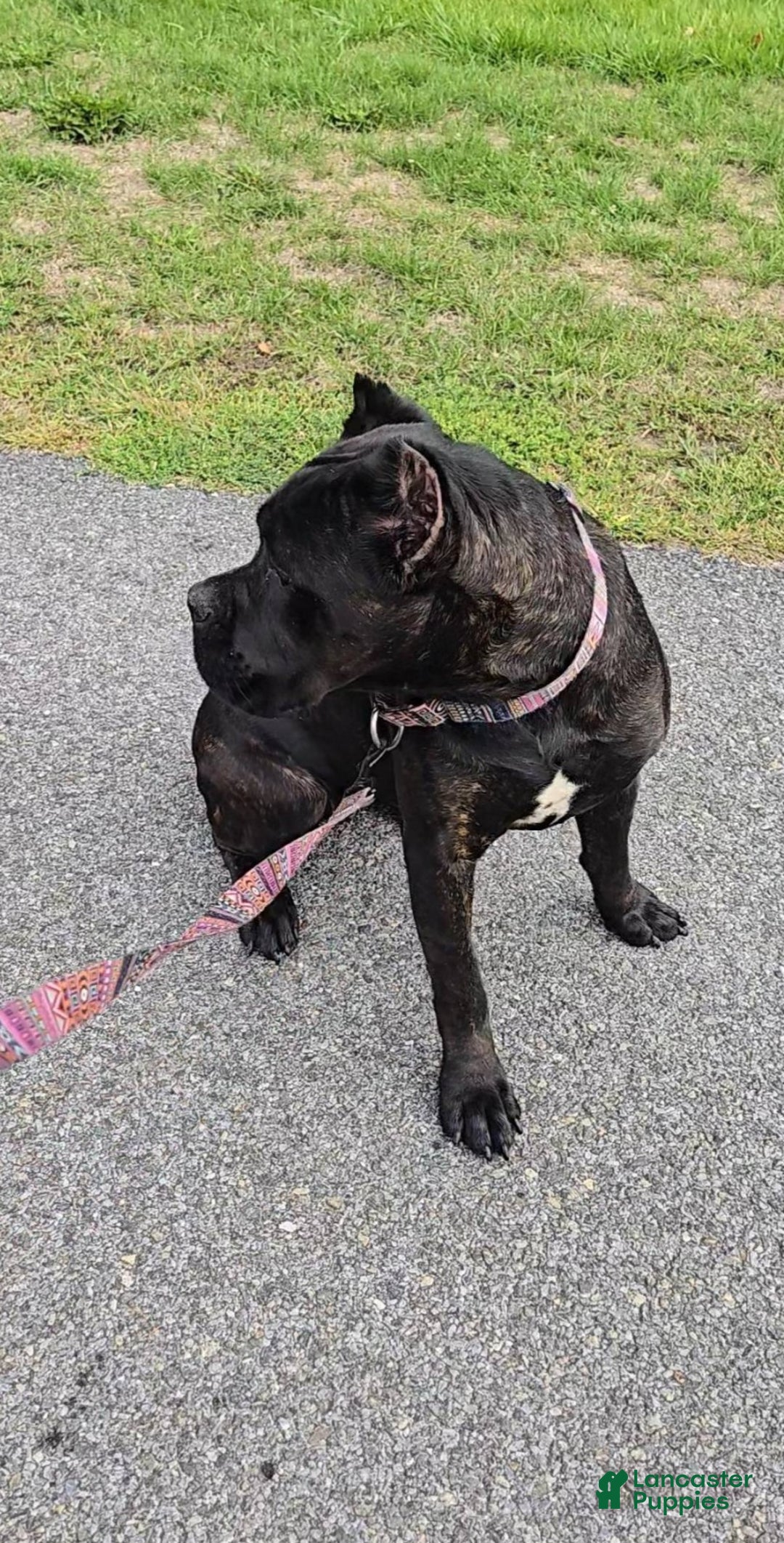 Cane Corso dogs for sale: Cane Corso Puppy 1 - Ad 9