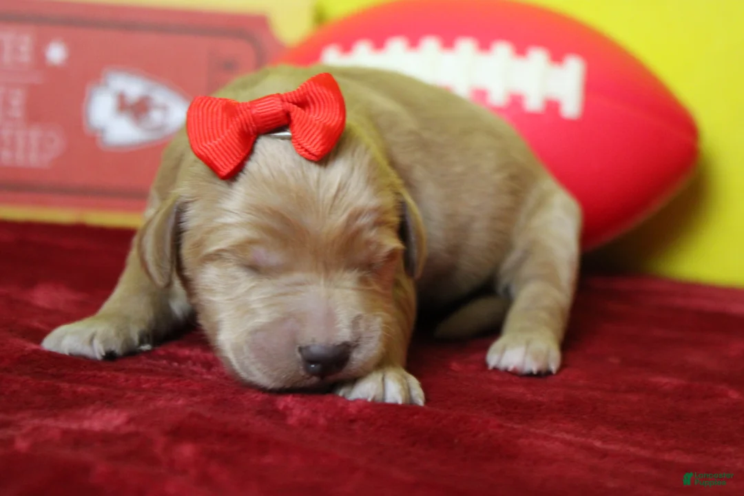 Goldendoodle dogs for sale: Star  - Ad 2