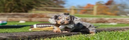 Miniature Dachshund dogs for sale: Willow - Ad 4