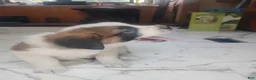 Saint Bernard dogs for sale: Saint Bernard Puppy 4 - Ad 2