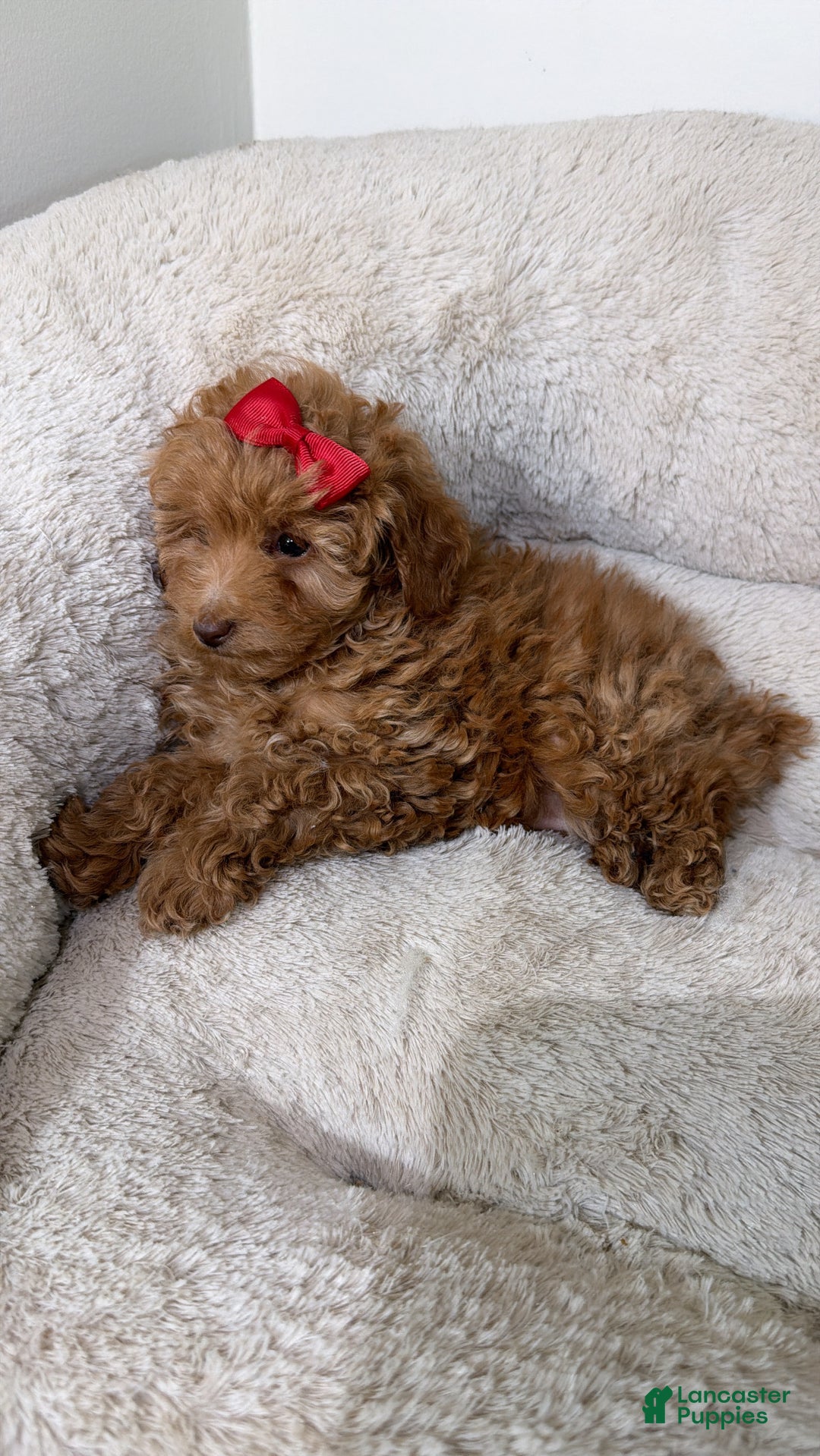 Maltipoo dogs for sale: Buttons  - Ad 2