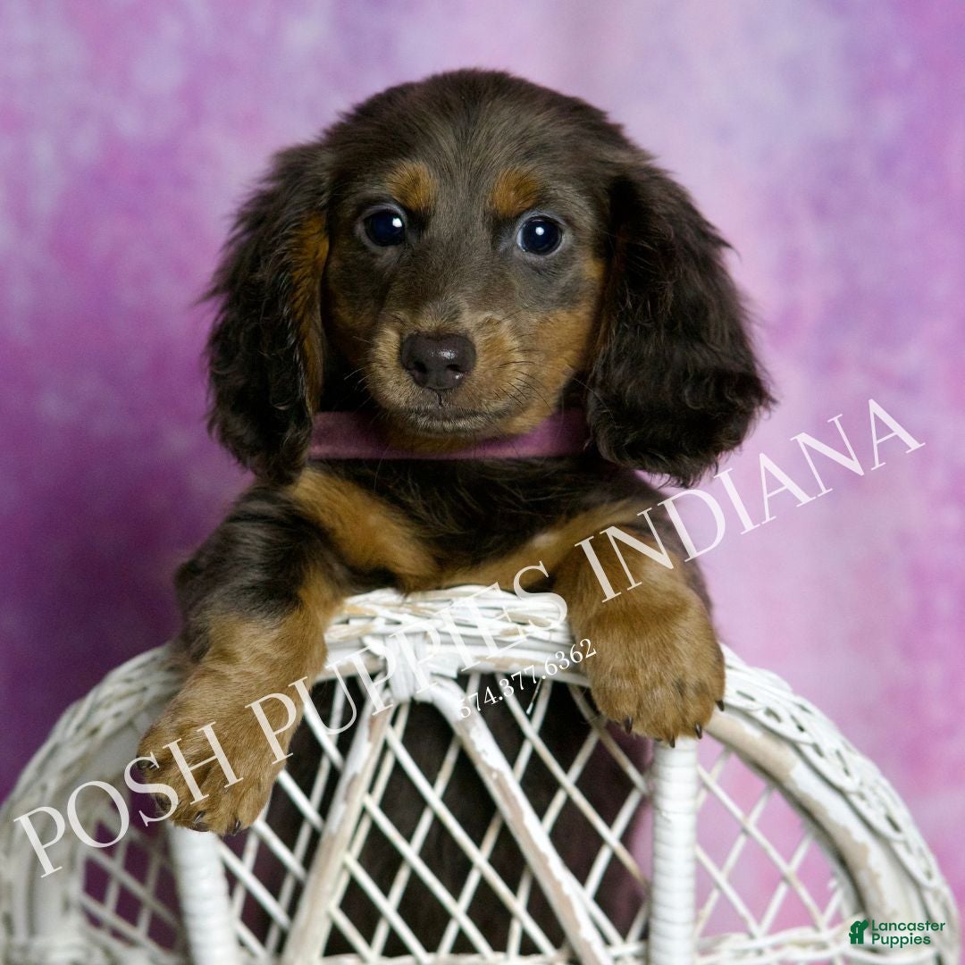 Miniature Dachshund dogs for sale: Eclipse - Ad 5