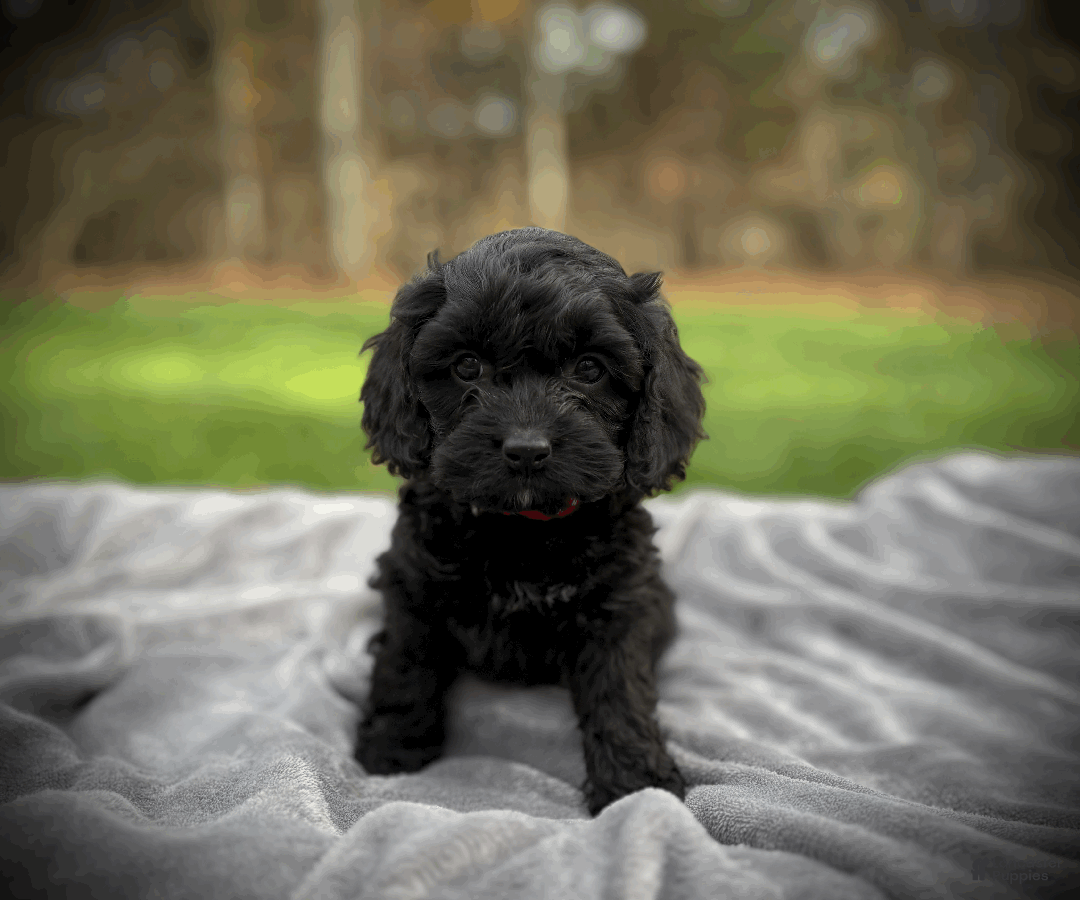 Cockapoo dogs for sale: Amber - Ad 6