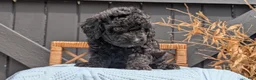 Havapoo dogs for sale: Mason - Ad 9