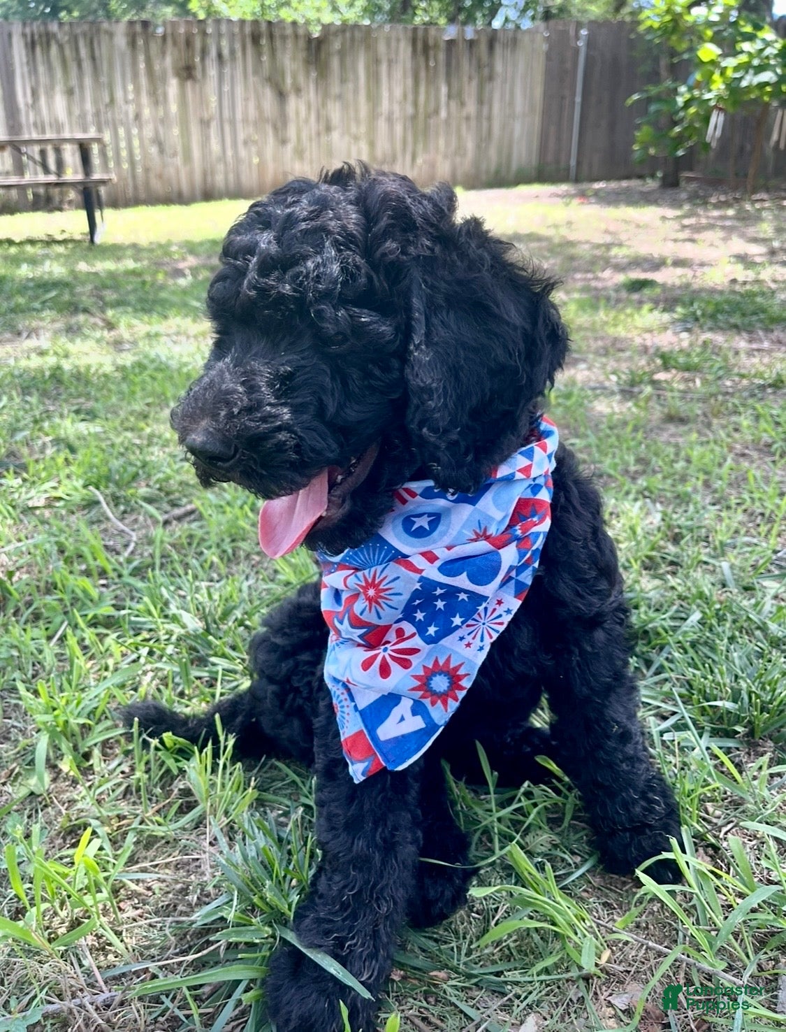 Standard Poodle dogs Standard Poodle 2 - Ad 2