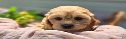 Cockapoo dogs for sale: Knotty - Ad 5