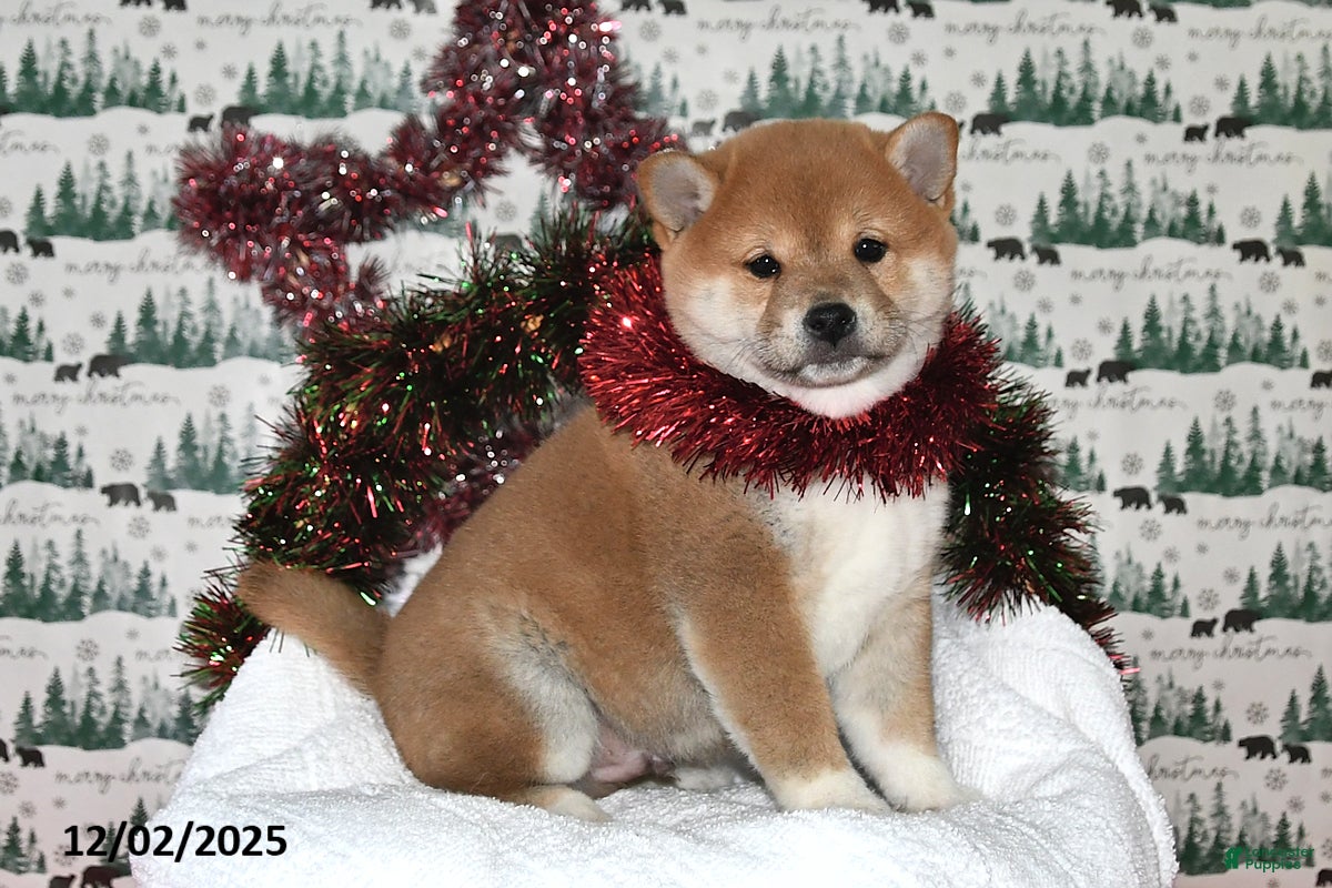 Shiba Inu dogs Lavon - Ad 17