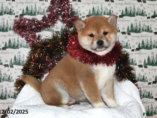 Shiba Inu dogs Lavon - Ad 33