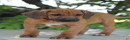 Rhodesian Ridgeback dogs for sale: Ellie - Ad 1