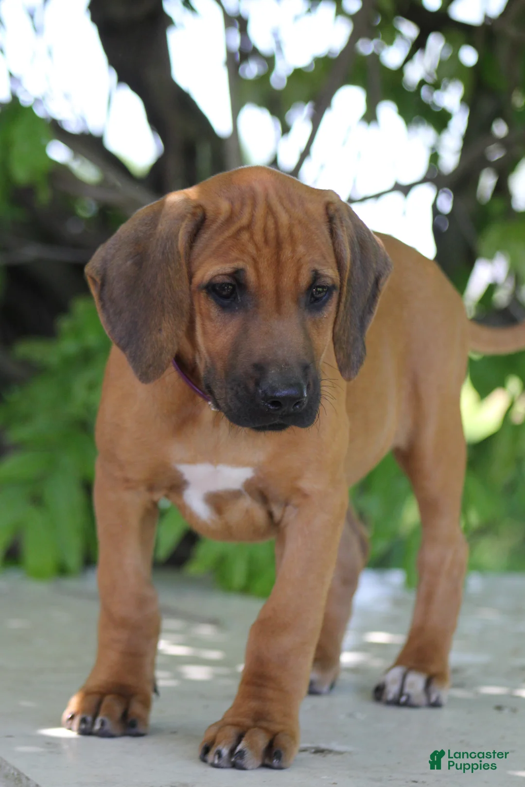 Rhodesian Ridgeback dogs for sale: Ellie - Ad 1