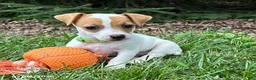 Jack Russell Terrier dogs for sale: Tilly - Ad 3