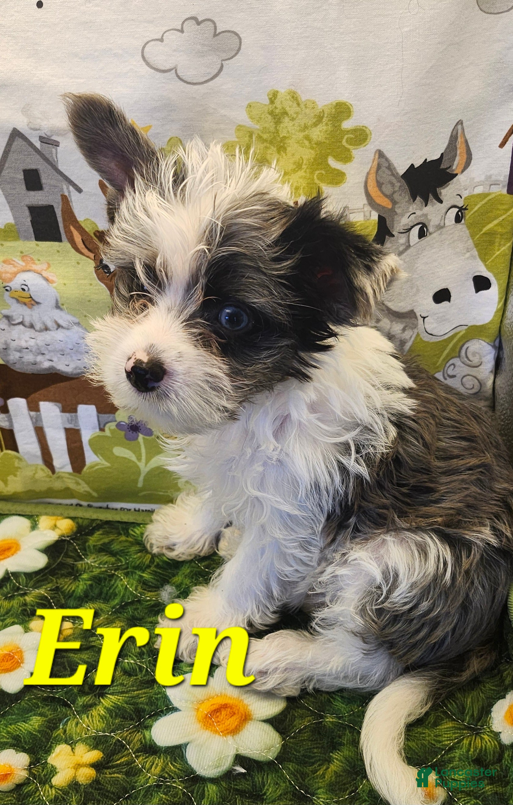 Yorkshire Terrier dogs Yorkshire Terrier 2 - Ad 2