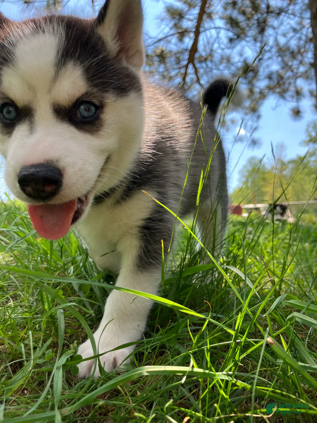 Siberian Husky dogs for sale: Bluey 🩵 - Ad 2