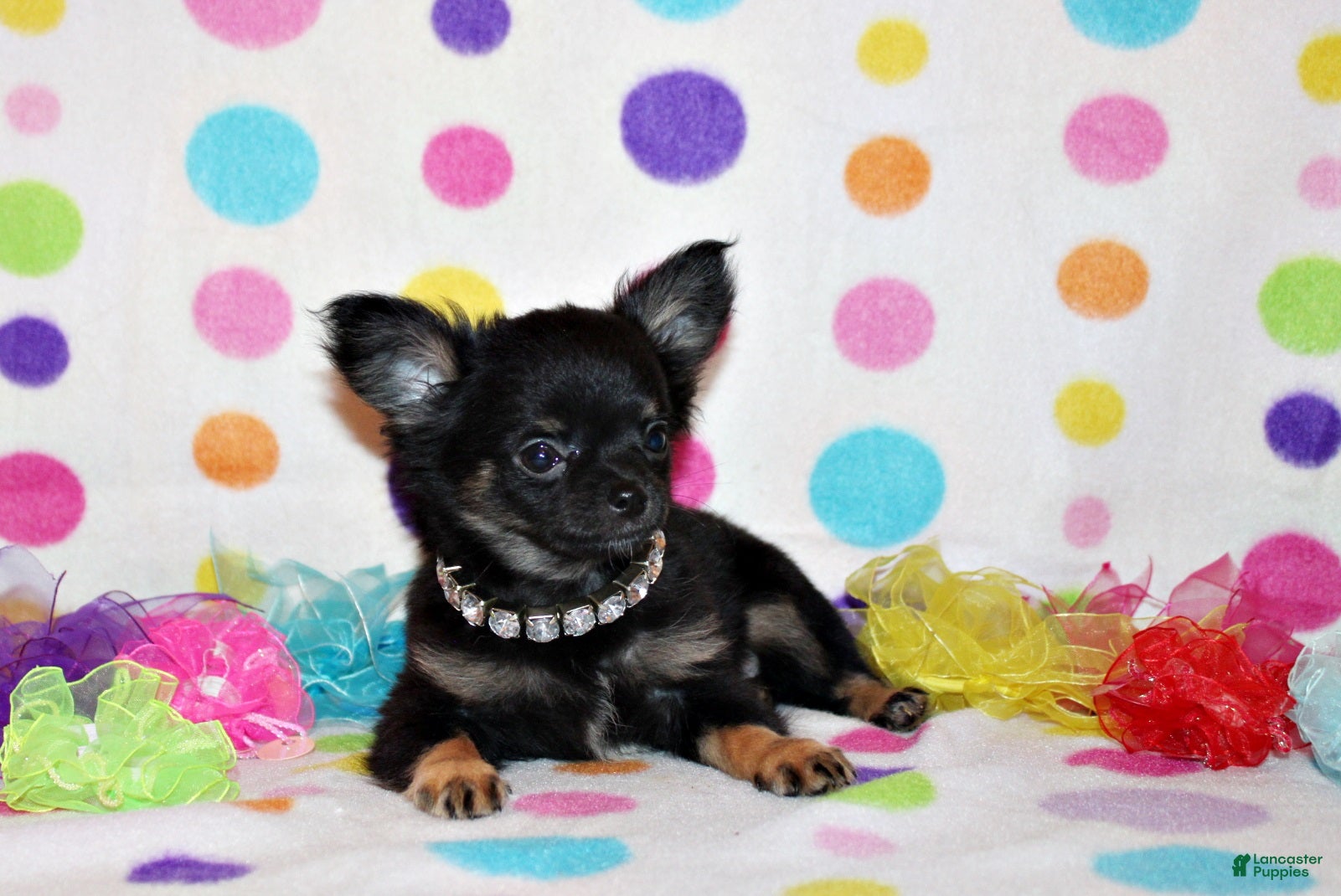 Chihuahua dogs Mack - Ad 1