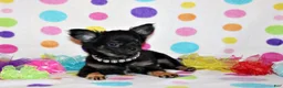 Chihuahua dogs for sale: Mack - Ad 1