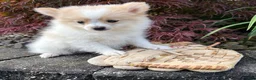 Pomeranian dogs for sale: Kai - Ad 4