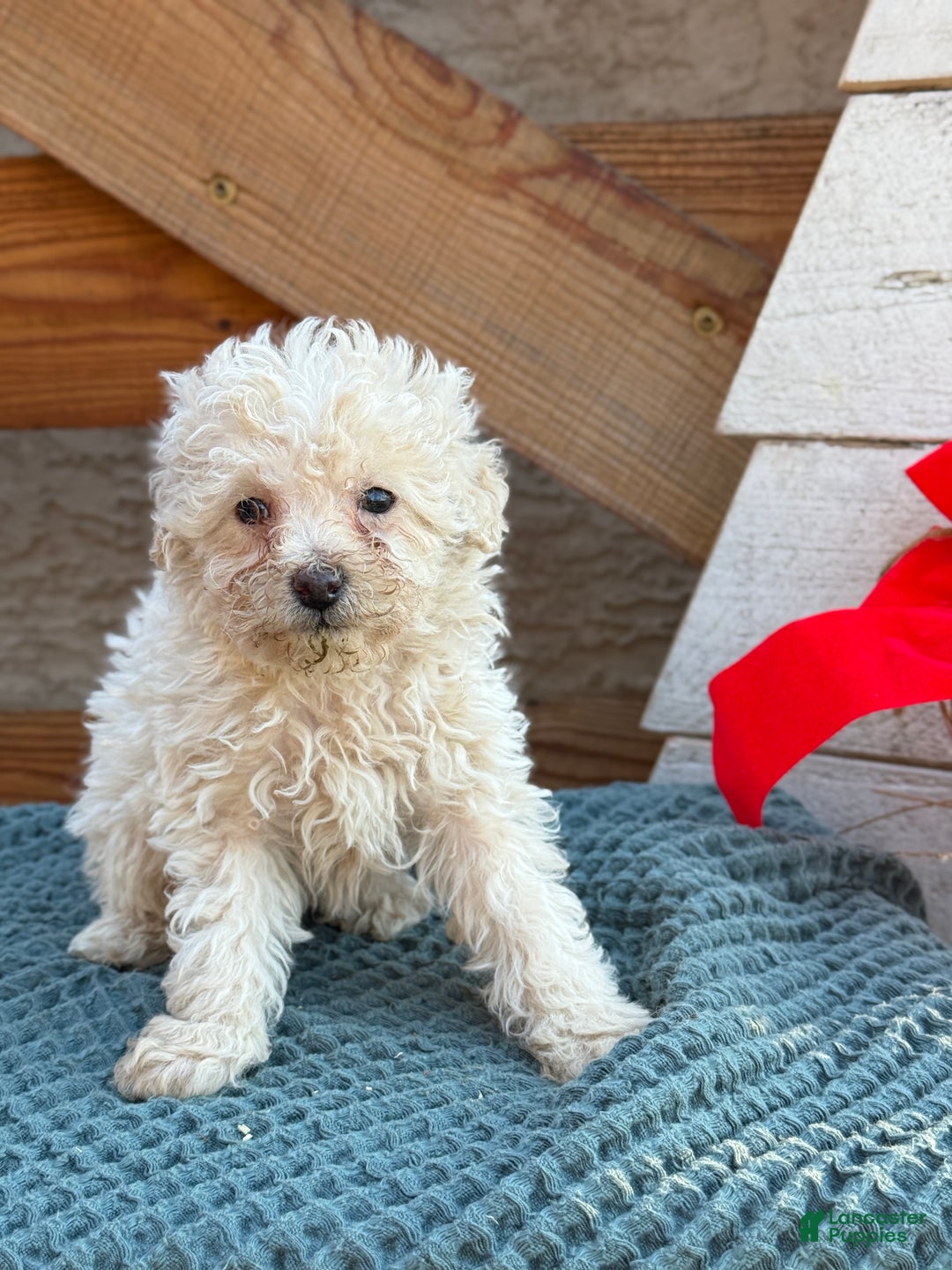 Bichpoo dogs for sale: Levi - Ad 1