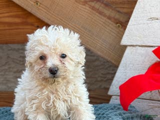 Bichpoo dogs Levi - Ad 27