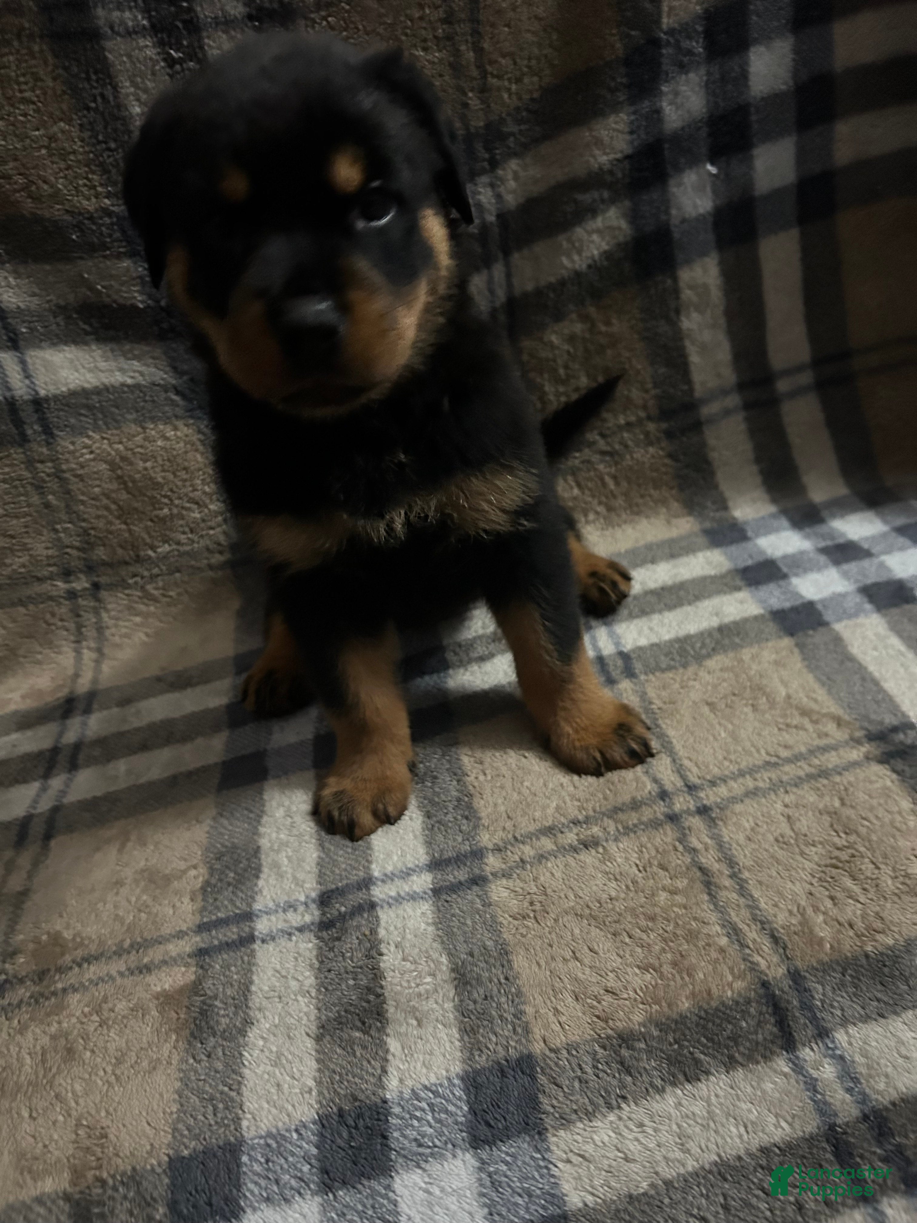 Rottweiler dogs Thor - Ad 9