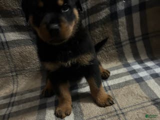 Rottweiler dogs Thor - Ad 10