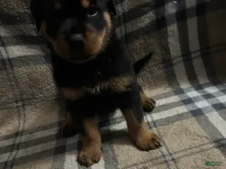 Rottweiler dogs Thor - Ad 5
