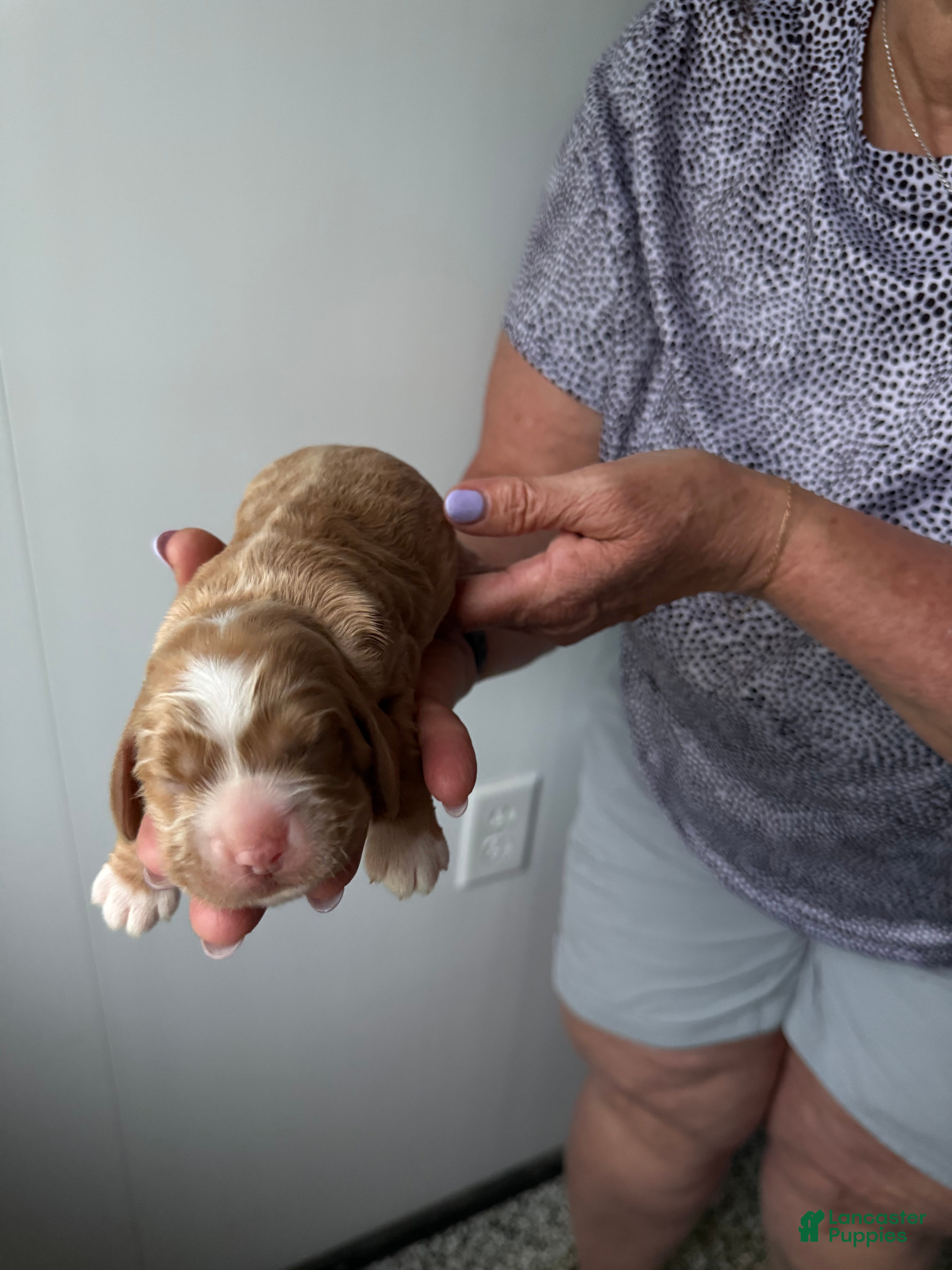 Cocker Spaniel dogs Ember - Ad 2