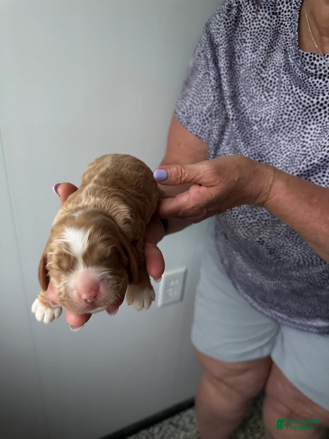 Cocker Spaniel dogs for sale: Ember - Ad 2