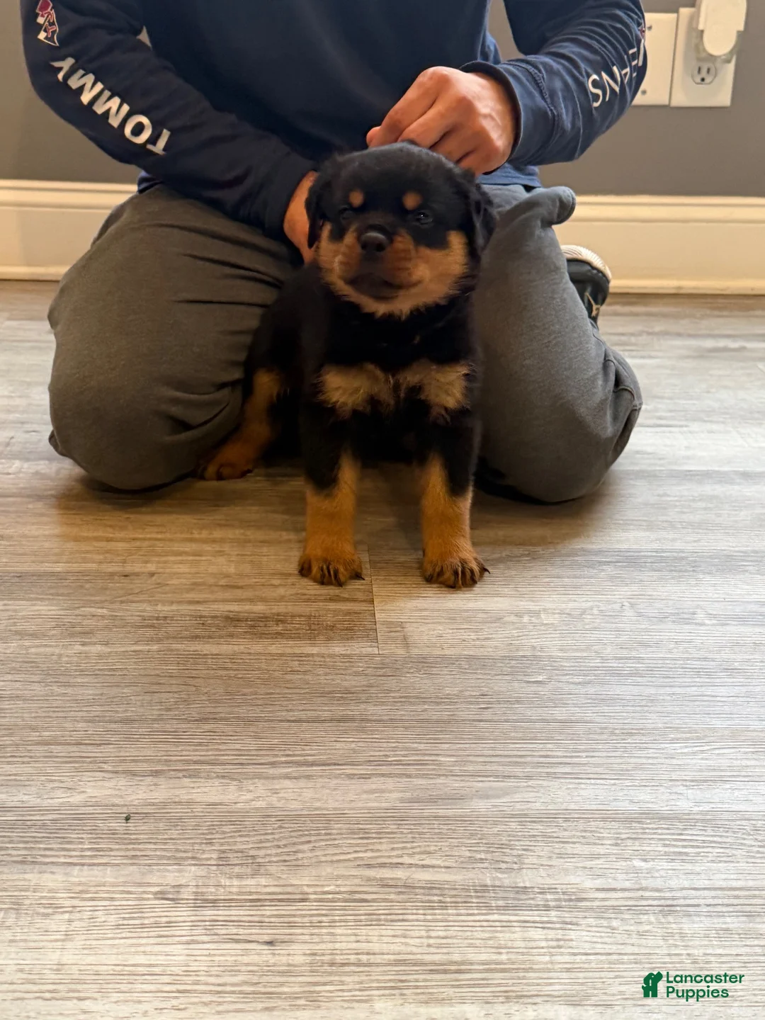Rottweiler dogs for sale: Green collar boy  - Ad 1