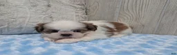Shih Tzu dogs for sale: Duffy - Ad 4
