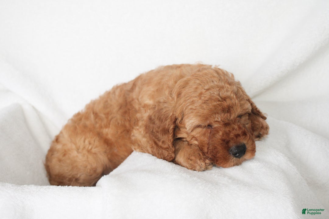 Cavapoo dogs for sale: Ralph  - Ad 4