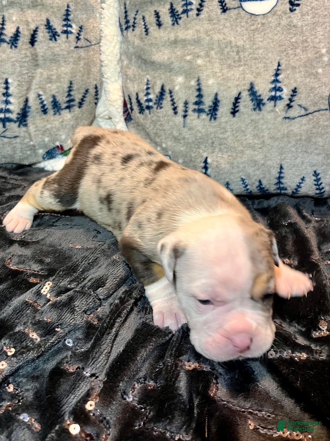 Olde English Bulldogge dogs for sale: Alexandria - Ad 14