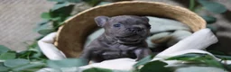 French Bulldog dogs for sale: Drake - Ad 2