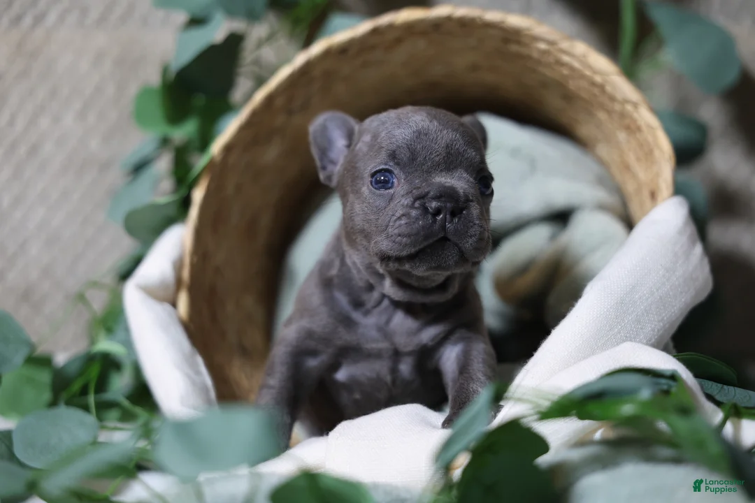 French Bulldog dogs for sale: Drake - Ad 2