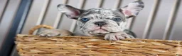 French Bulldog dogs for sale: 🐾 Magnes - Ad 5