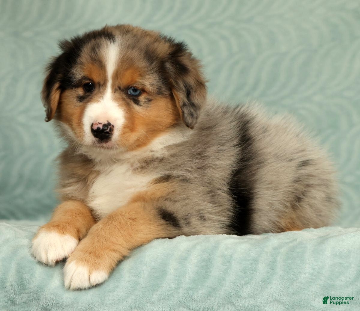 Australian Shepherd dogs for sale: Hunter - Ad 3