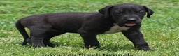 Great Dane dogs for sale: Maya - Ad 8